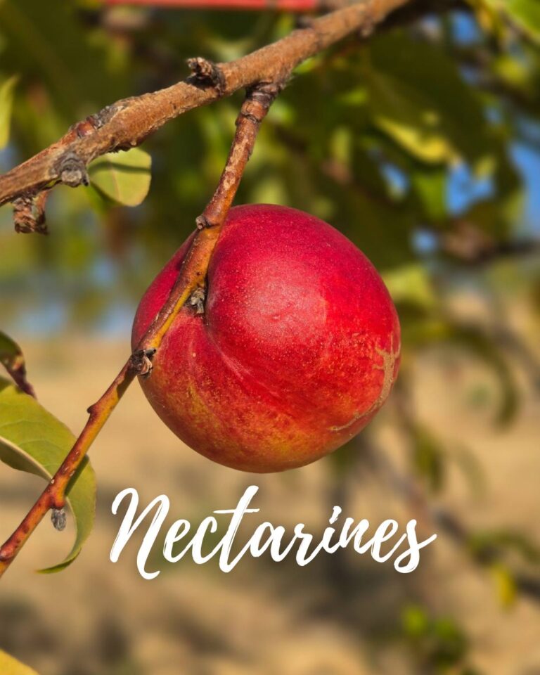 514188045 555721740892656 2171673839159591542 n 768x960