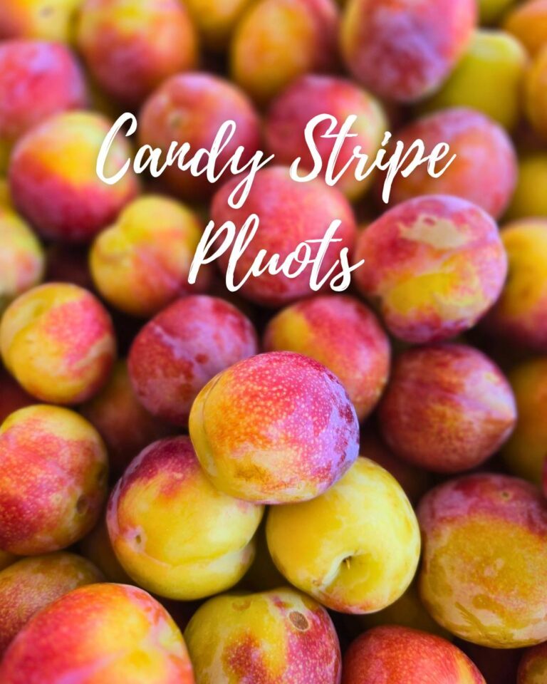 514188392 555721604226003 3500153482797240884 n 768x960