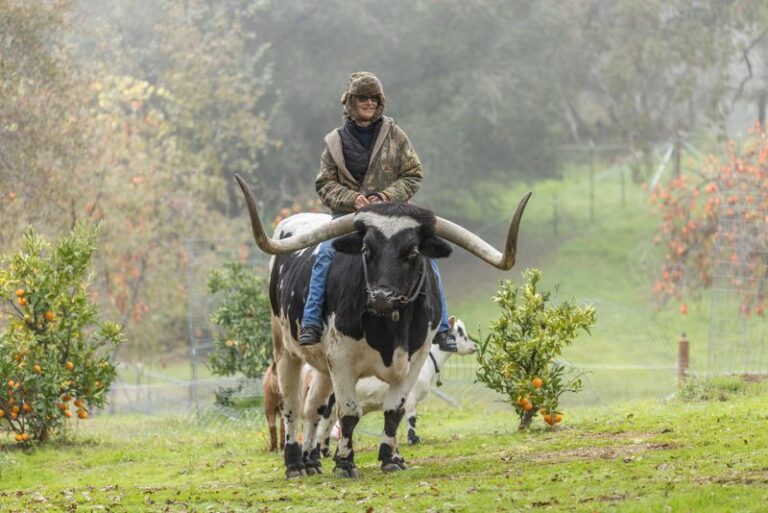 longhorn 768x513