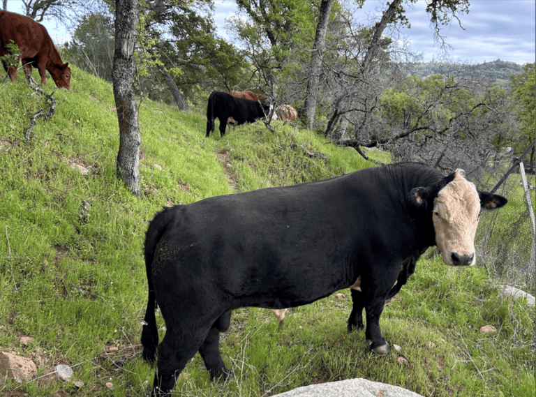 bull 768x569